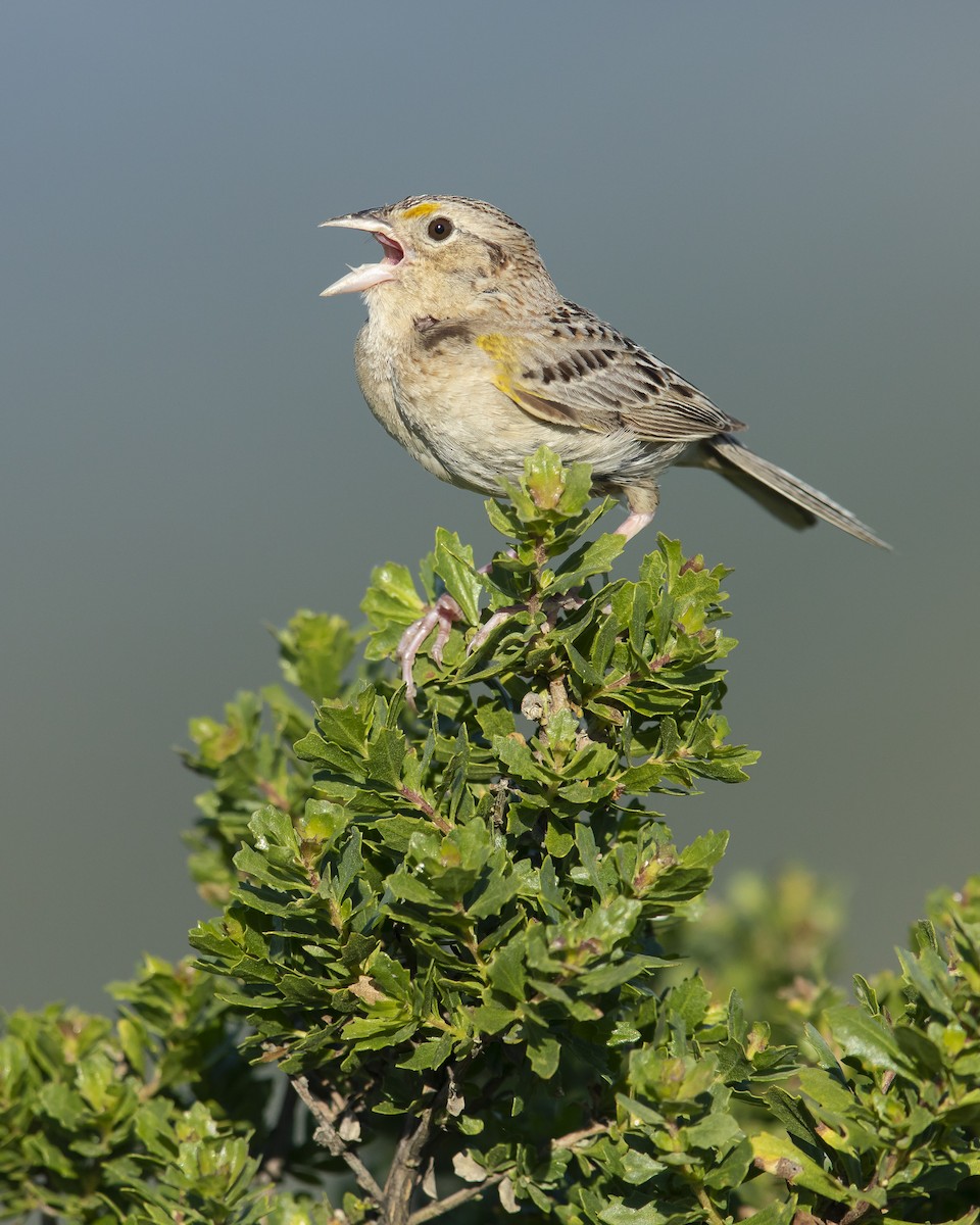 Grasshopper Sparrow - ML629559329