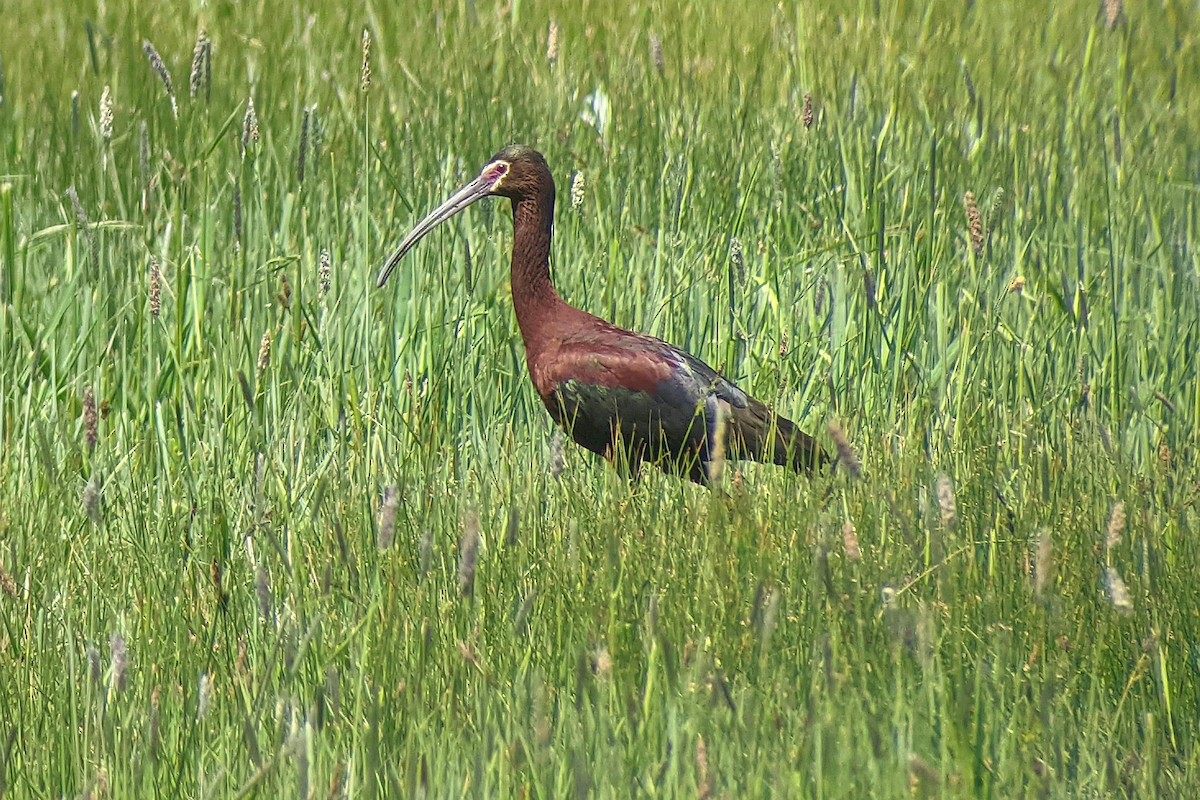 White-faced Ibis - ML629559498