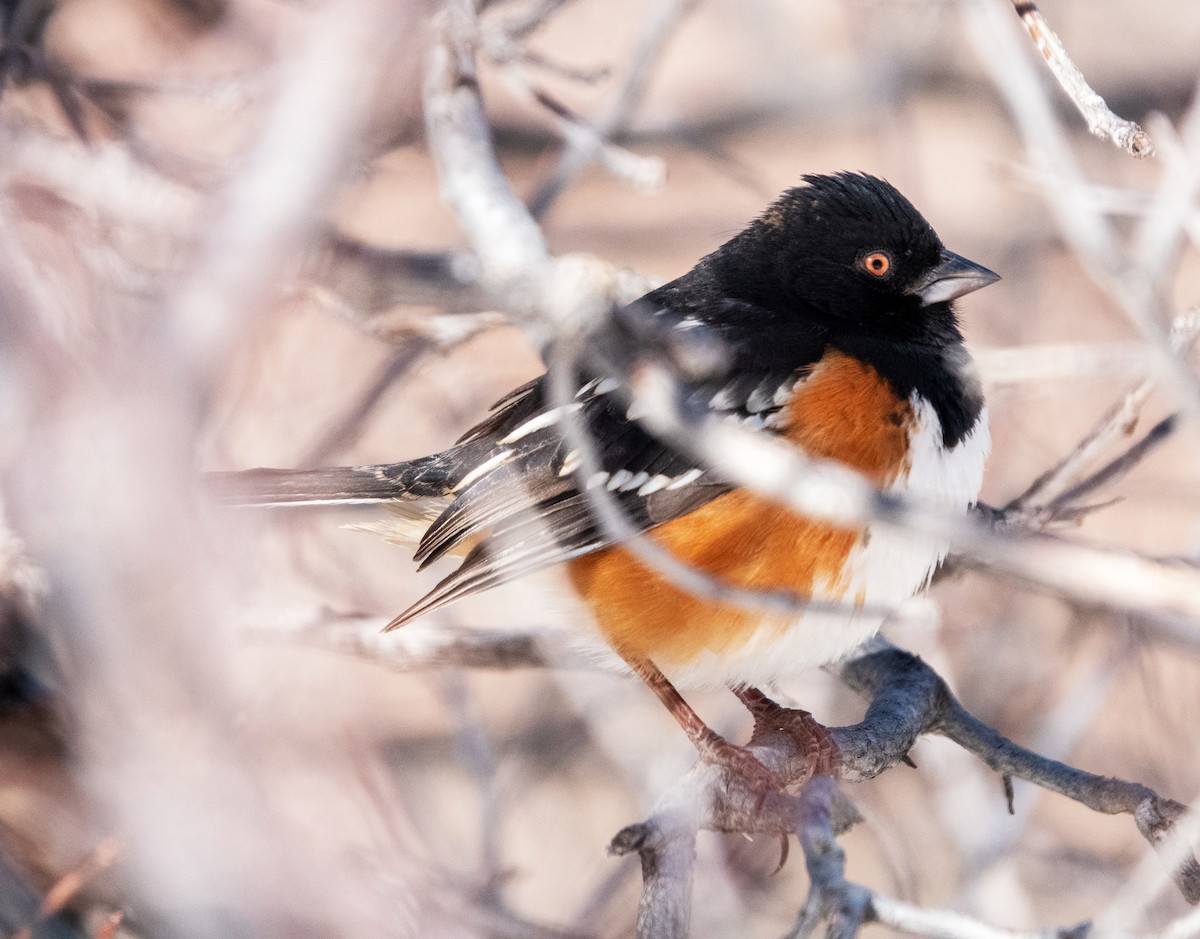 Spotted Towhee - ML629559550