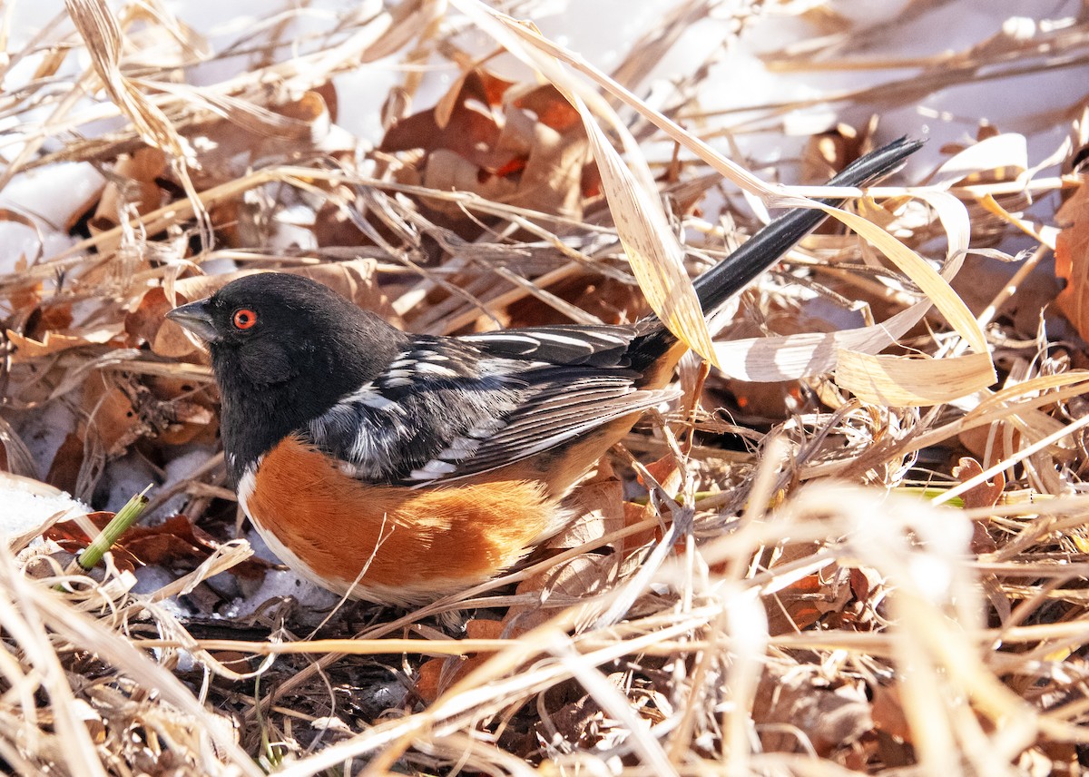Spotted Towhee - ML629559551