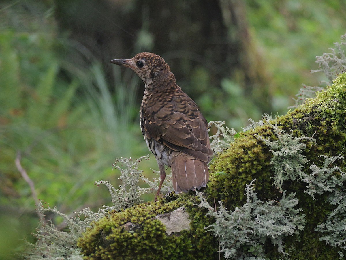 Bassian Thrush - ML629559807