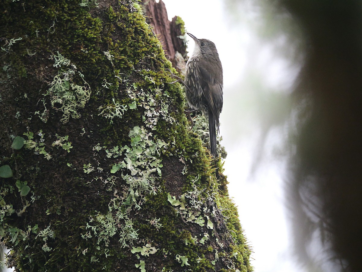 White-throated Treecreeper - ML629559960