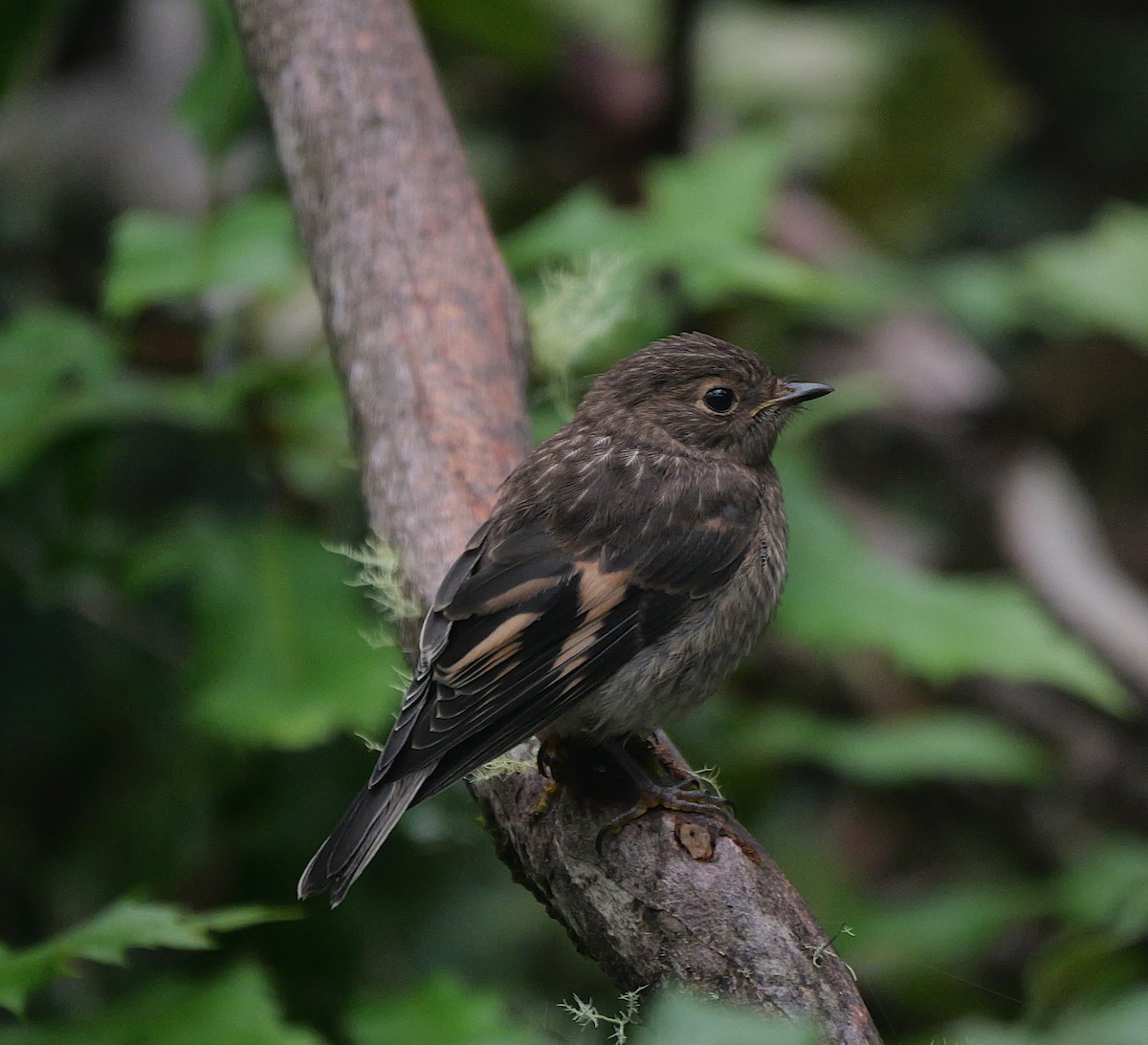 Flame Robin - ML629560055