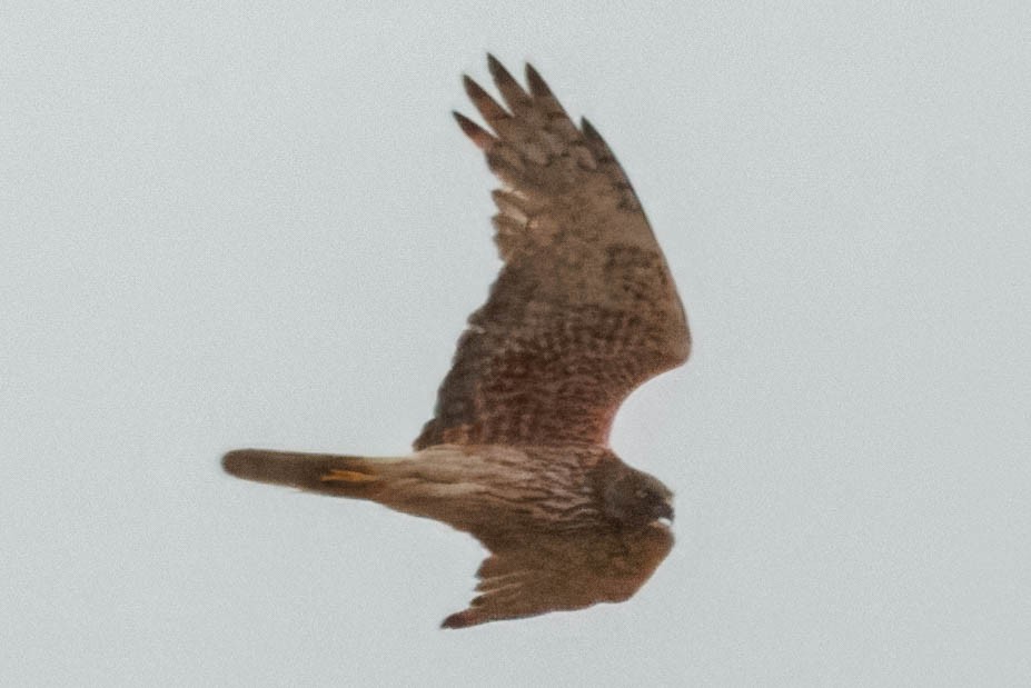Swamp Harrier - ML629560080