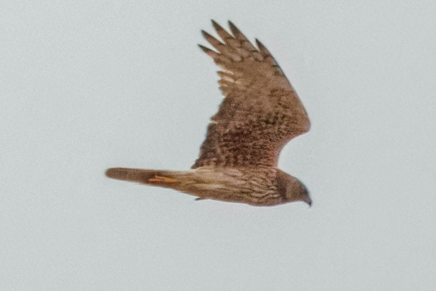 Swamp Harrier - ML629560081