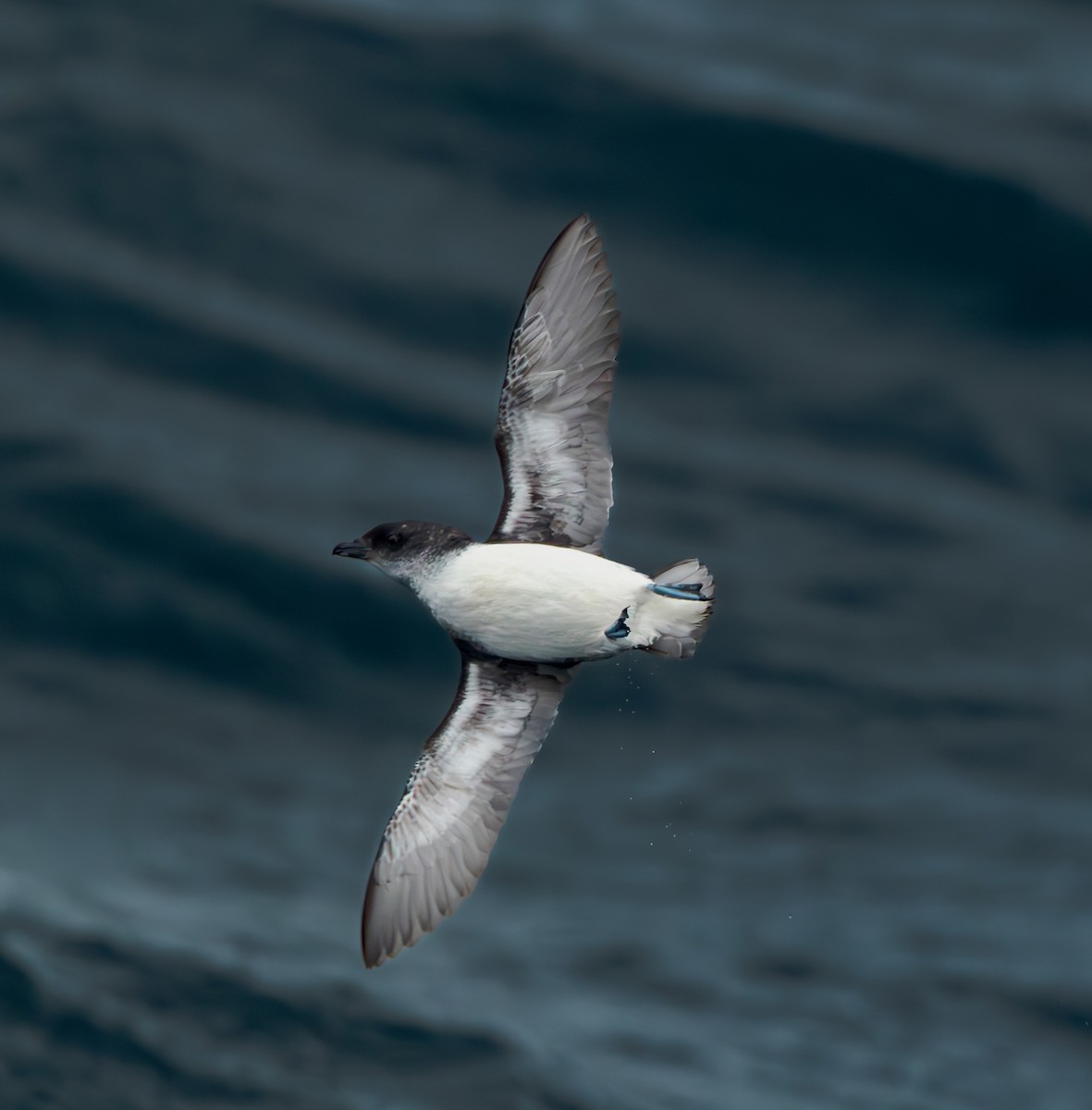 Common Diving-Petrel - ML629560494