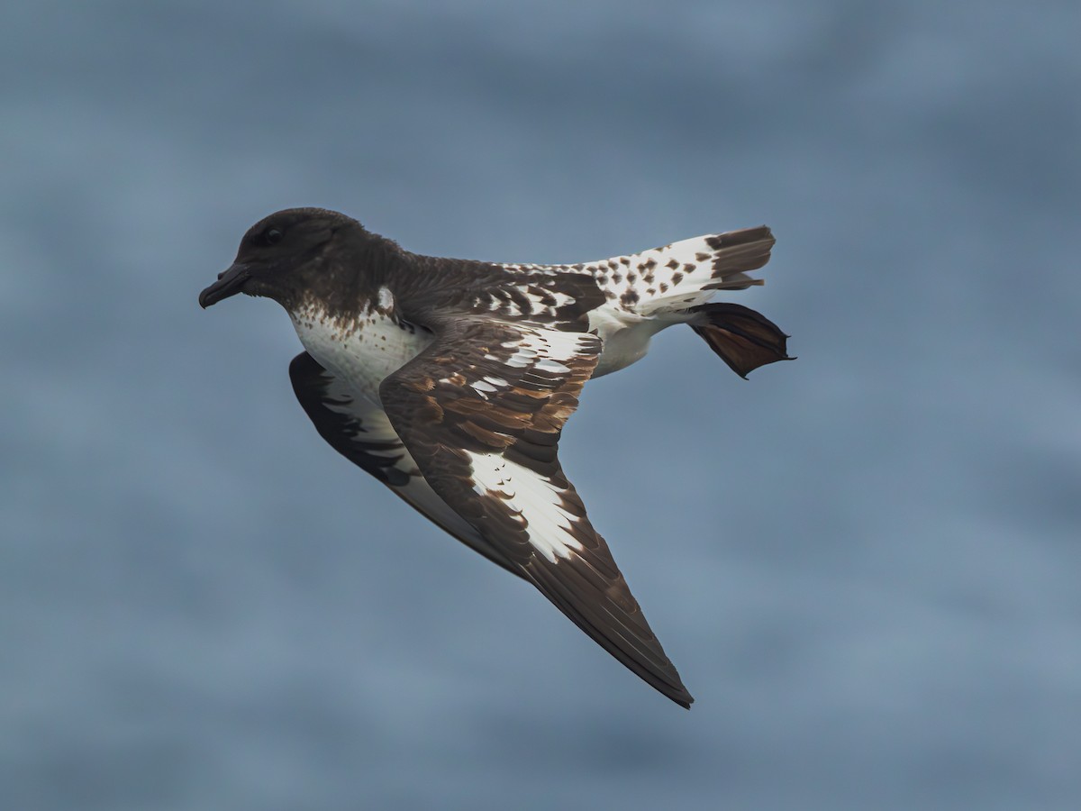 Pintado Petrel (Snares) - ML629560576