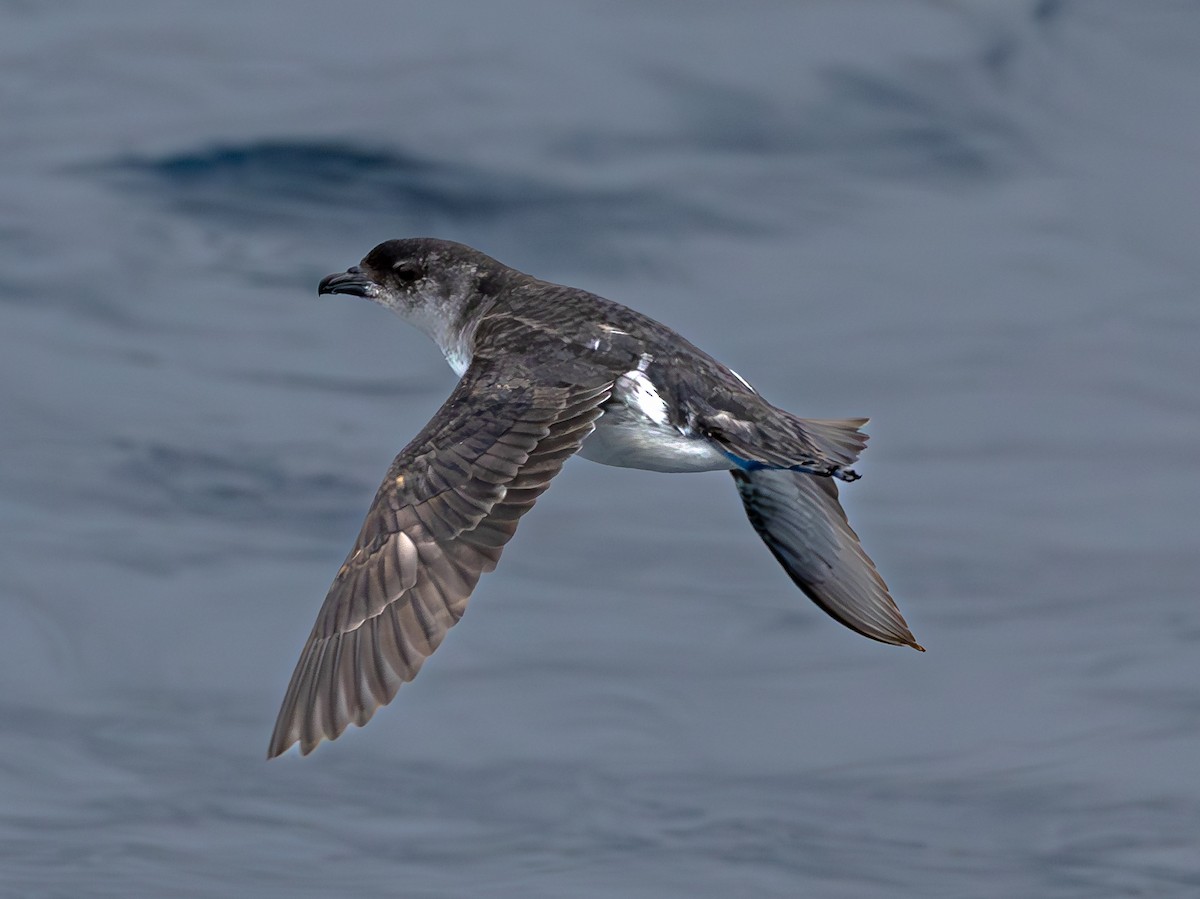 Common Diving-Petrel - ML629560619