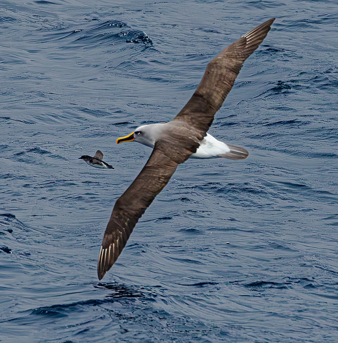 Buller's Albatross - ML629560690