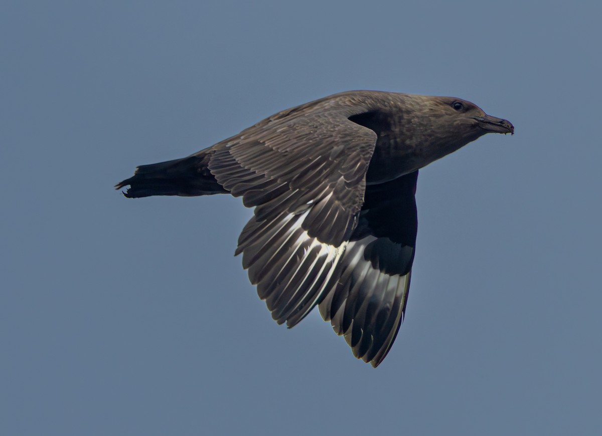 Brown Skua - ML629560807