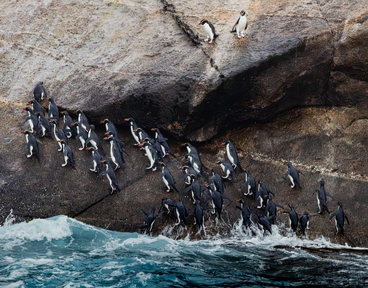 Snares Penguin - ML629560870