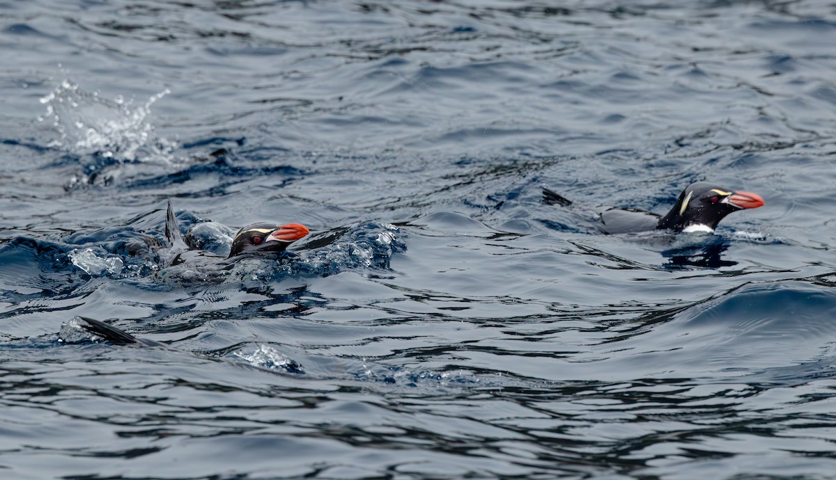 Snares Penguin - ML629560899