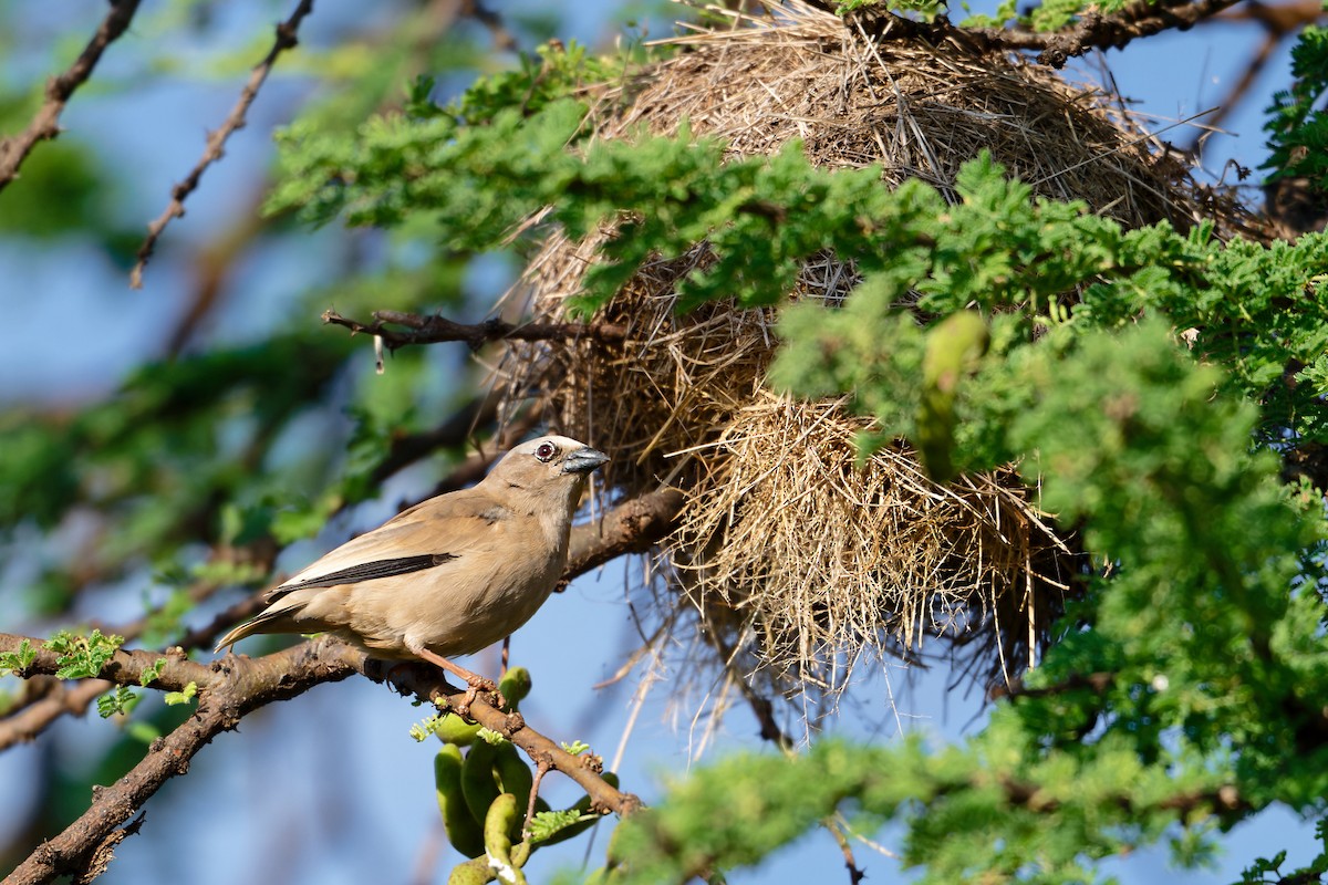 Gray-capped Social-Weaver - ML629560999