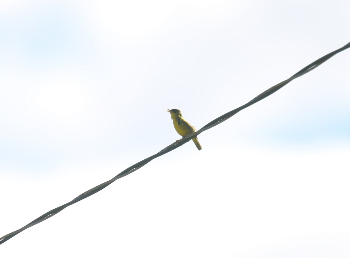 Black-lored Yellowthroat - ML629561003