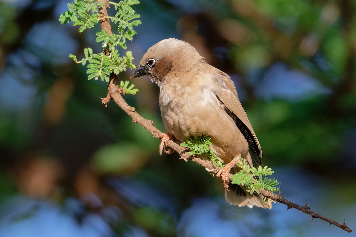 Gray-capped Social-Weaver - ML629561295