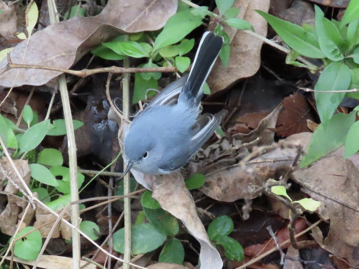 Blue-gray Gnatcatcher - ML629561616