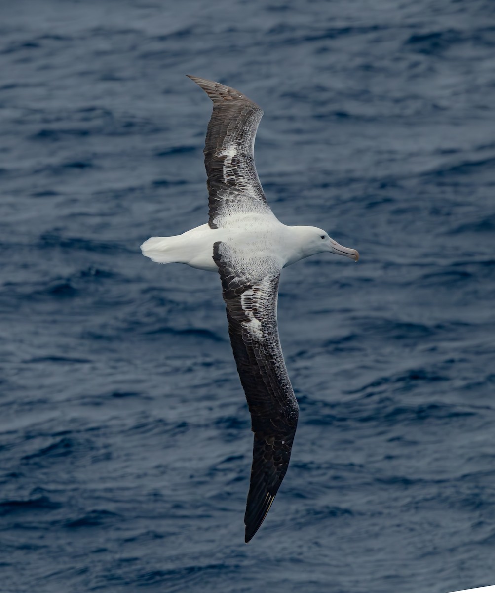 Northern/Southern Royal Albatross - ML629561906