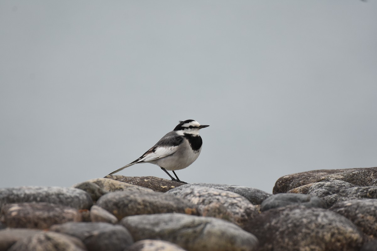 White Wagtail - ML629561948
