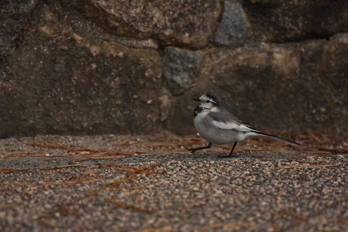 White Wagtail - ML629561964