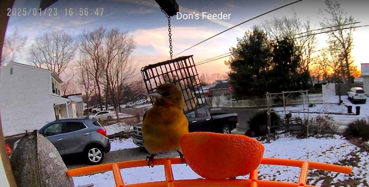 Baltimore Oriole - ML629562028