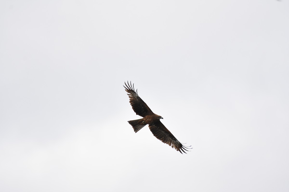 Black Kite - ML629562081