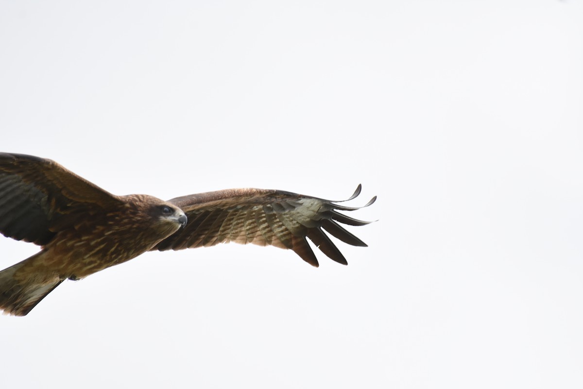 Black Kite - ML629562125