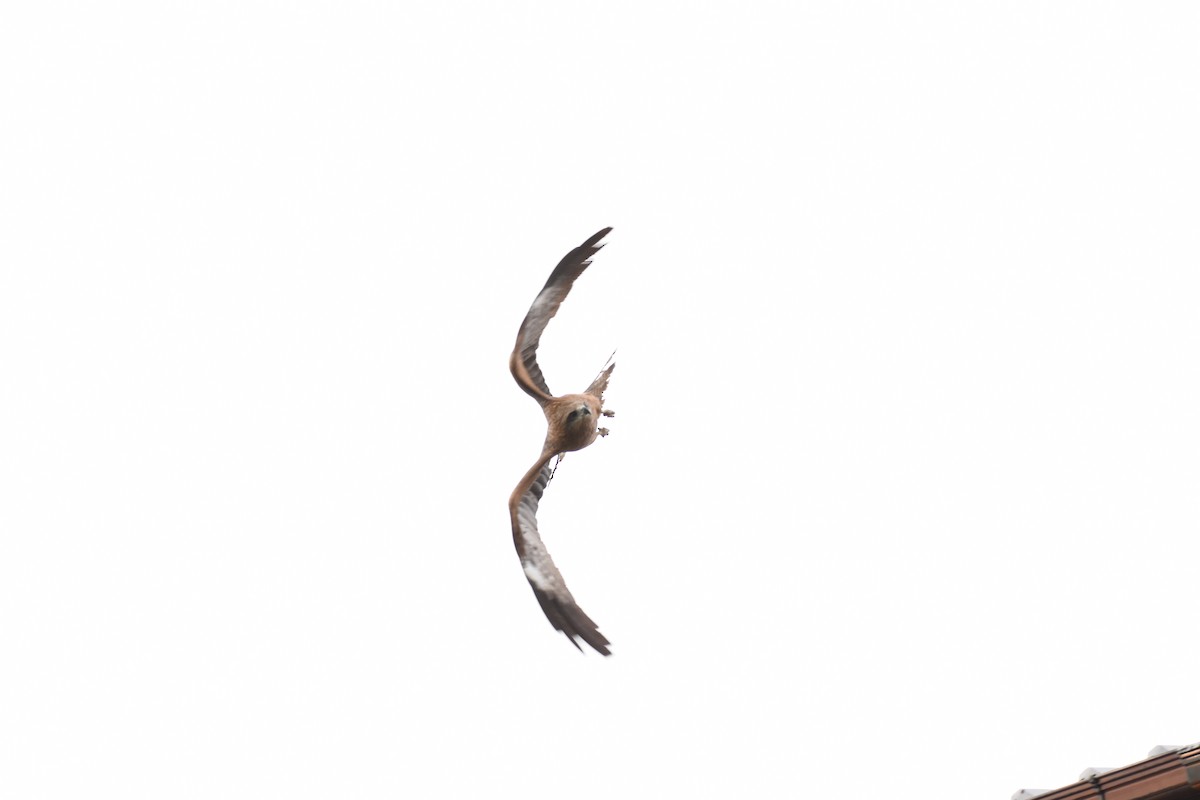 Black Kite - ML629562141
