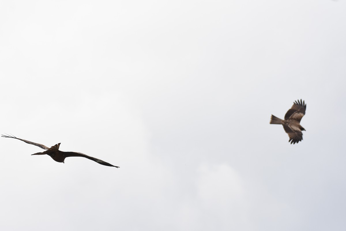 Black Kite - ML629562145