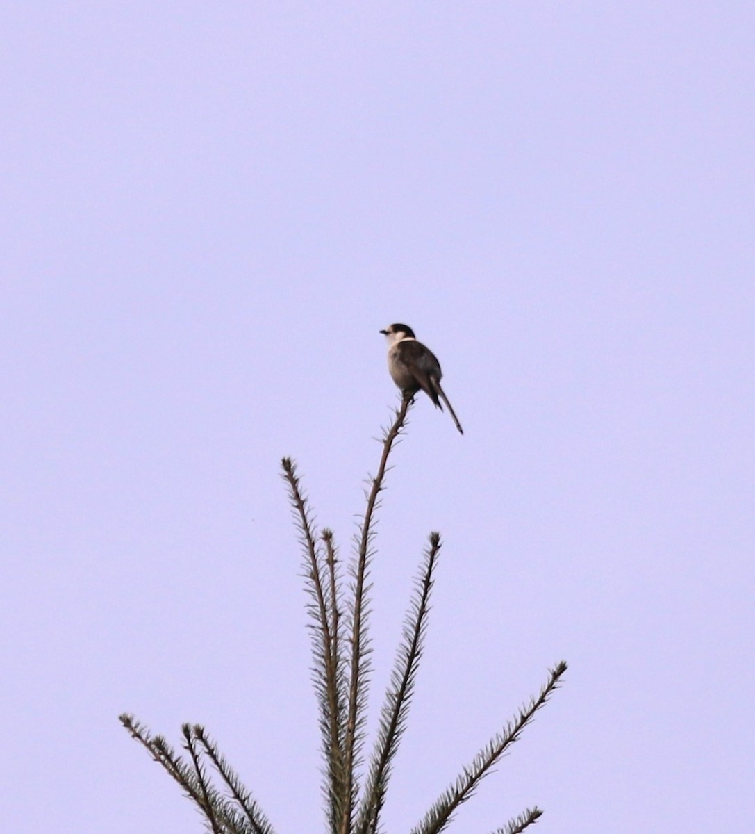 Canada Jay - ML629562162