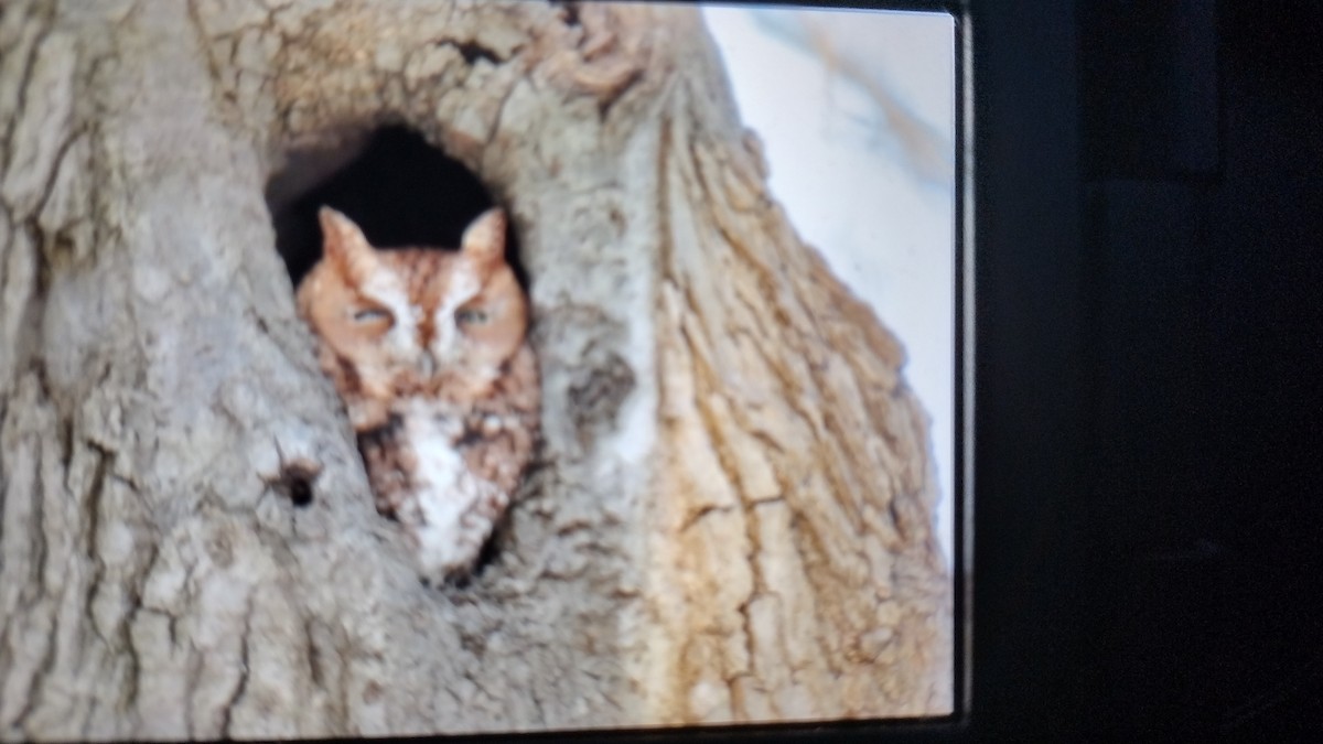 Eastern Screech-Owl - ML629562413