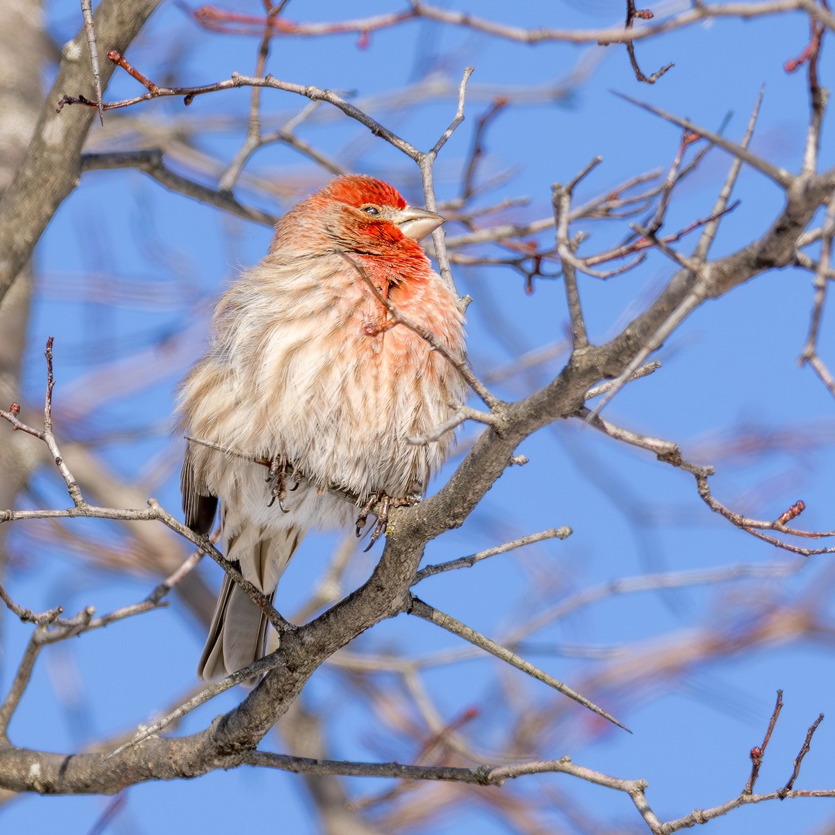 House Finch - ML629562417