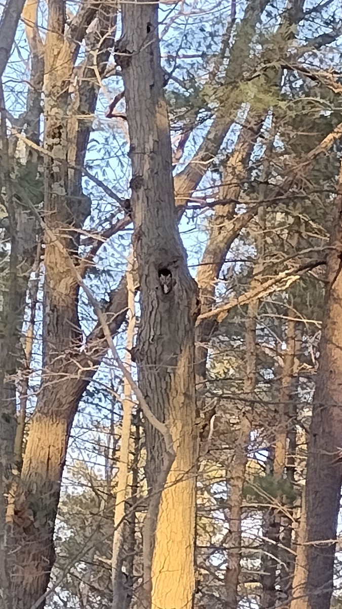 Eastern Screech-Owl - ML629562427