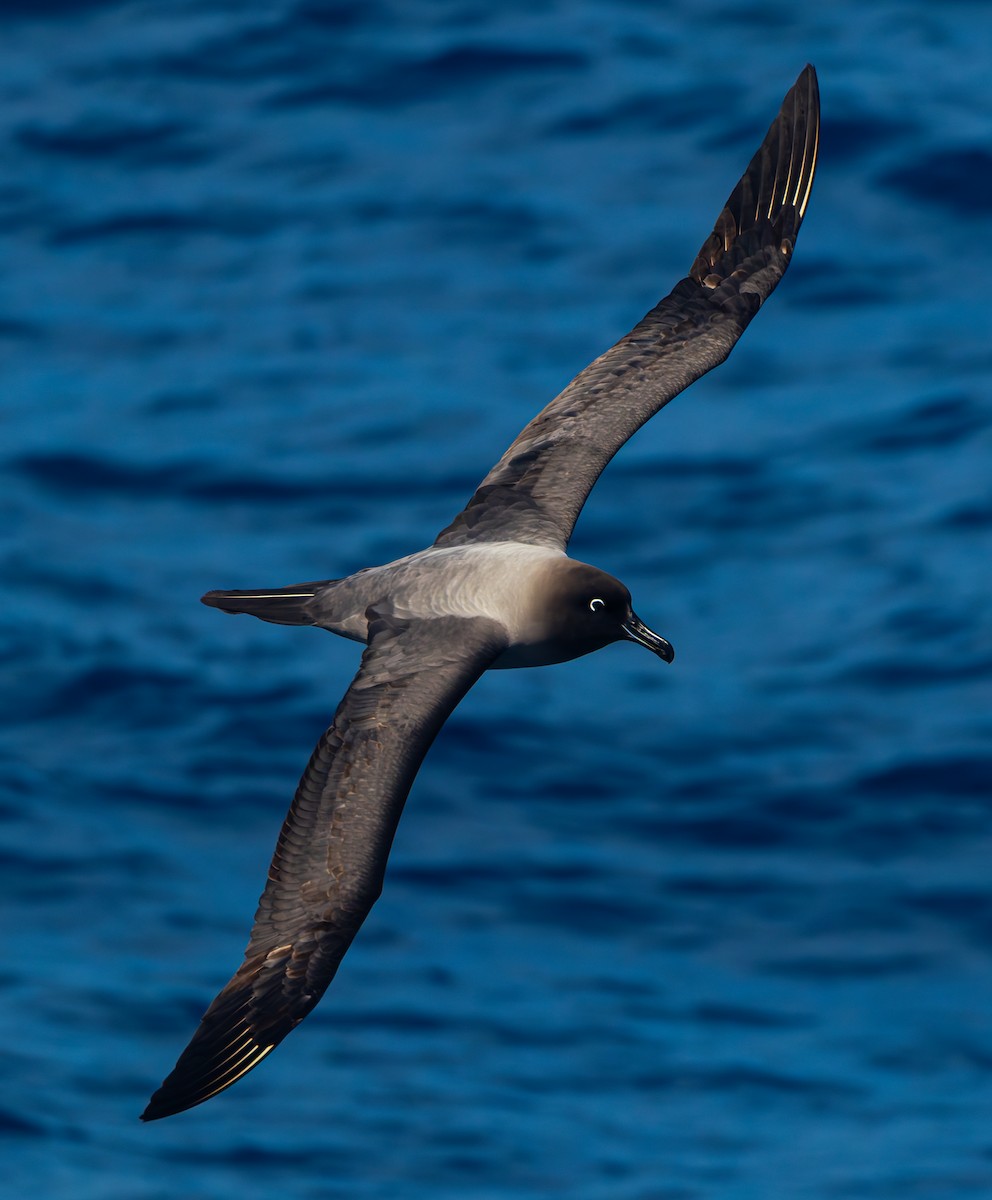 Graumantelalbatros - ML629562564