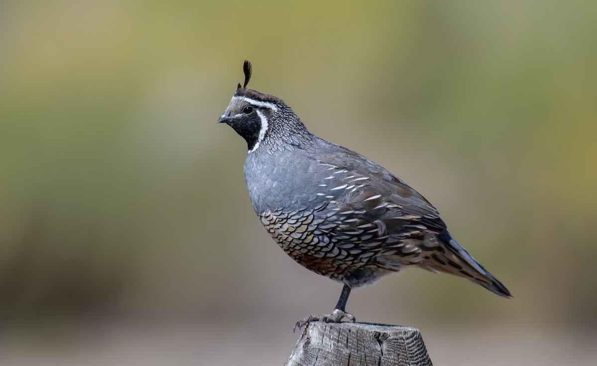 California Quail - ML629562886