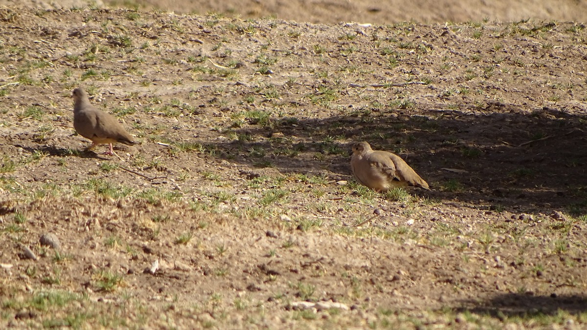 Golden-spotted Ground Dove - ML629562900