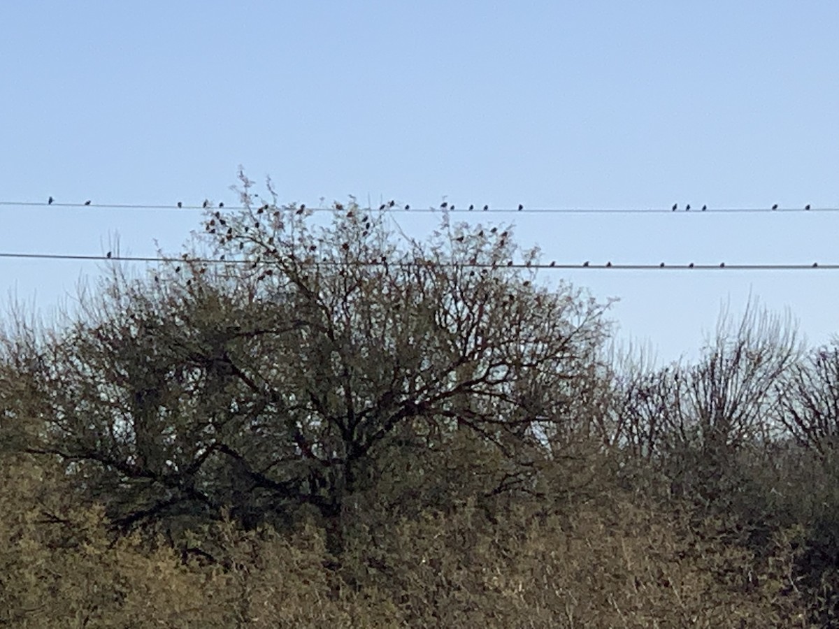 Western Meadowlark - ML629562948