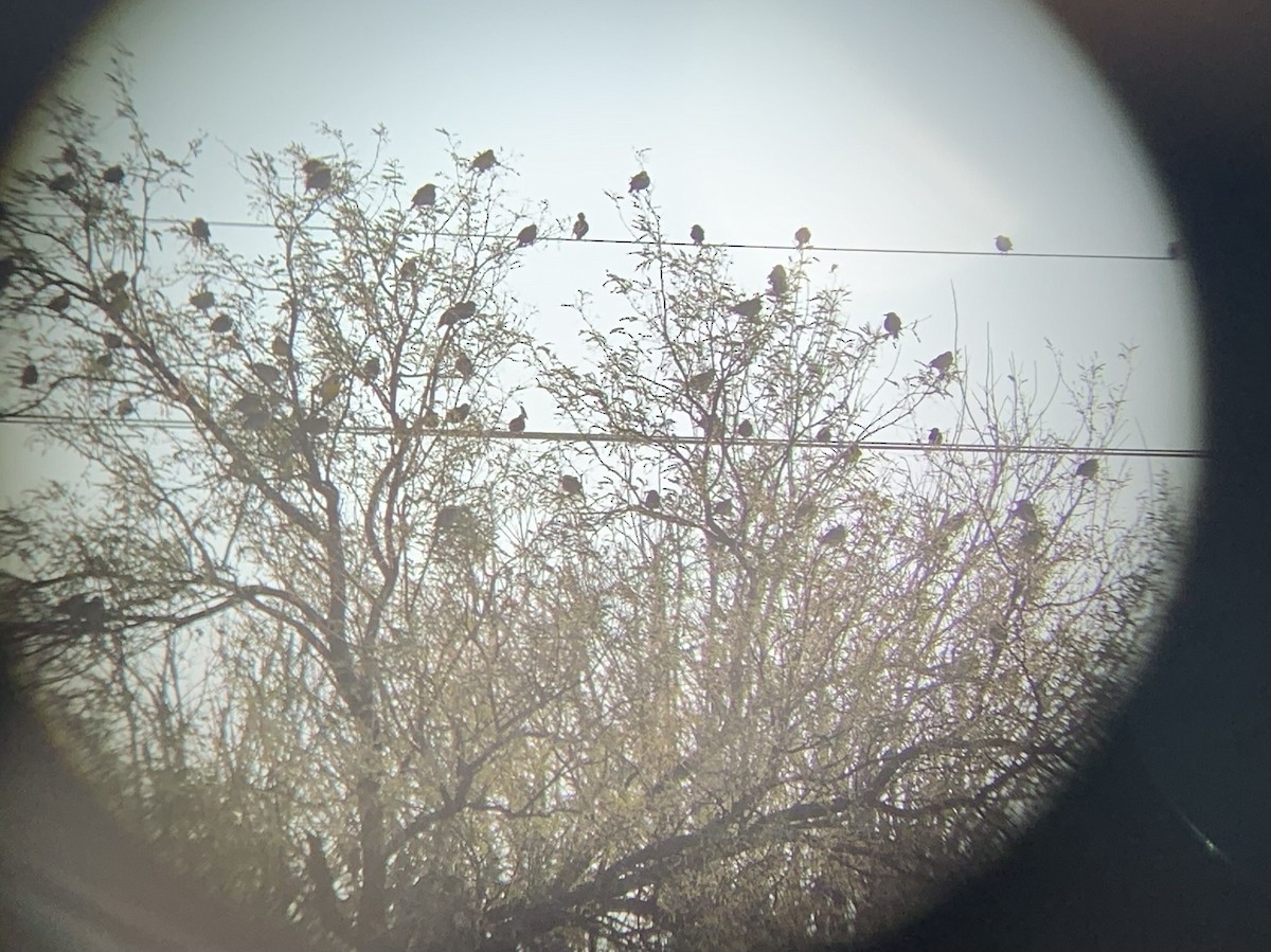 Western Meadowlark - ML629562949
