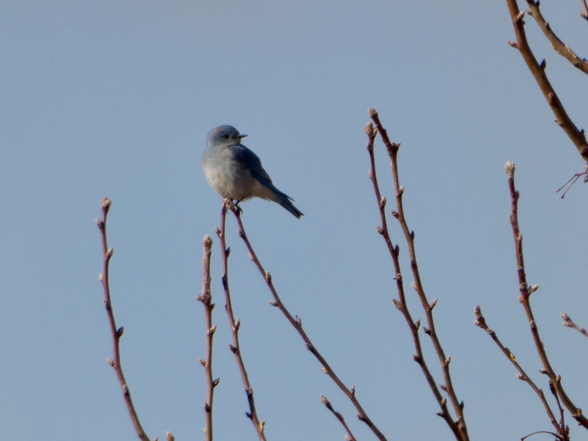 Mountain Bluebird - ML629563010