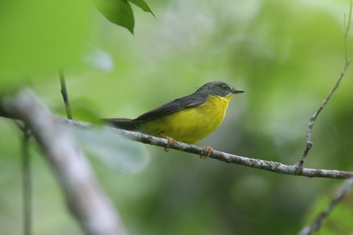 Gray-and-gold Warbler - ML629563099