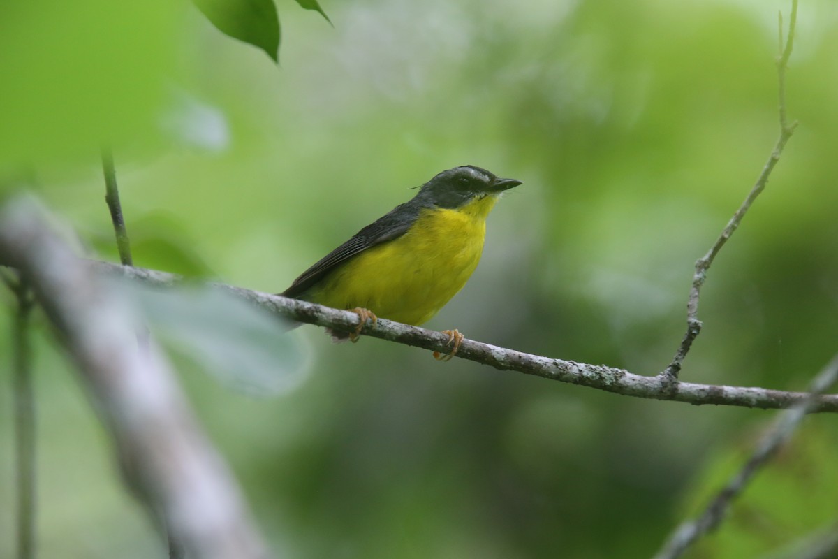 Gray-and-gold Warbler - ML629563100