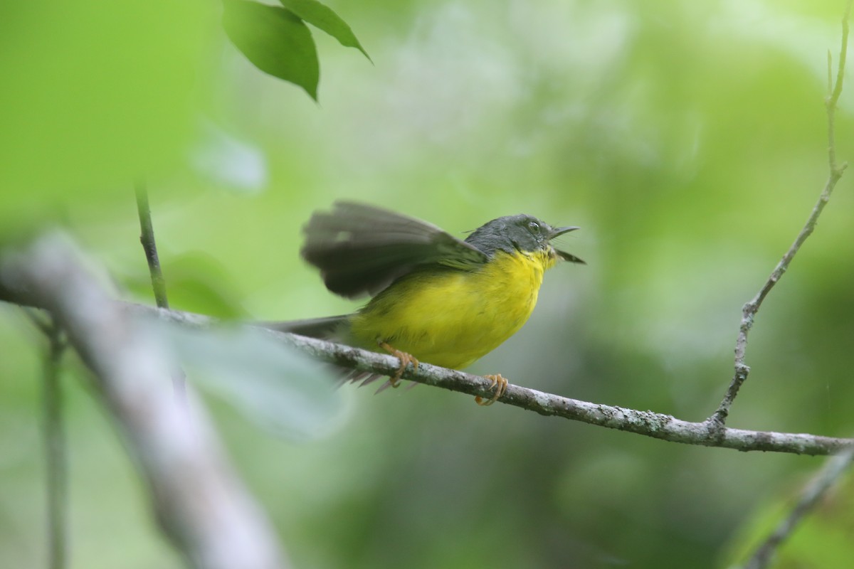 Gray-and-gold Warbler - ML629563101