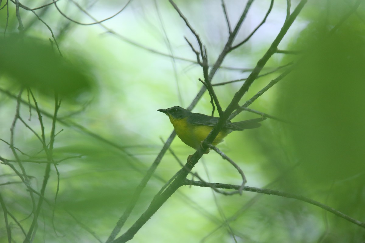 Gray-and-gold Warbler - ML629563121