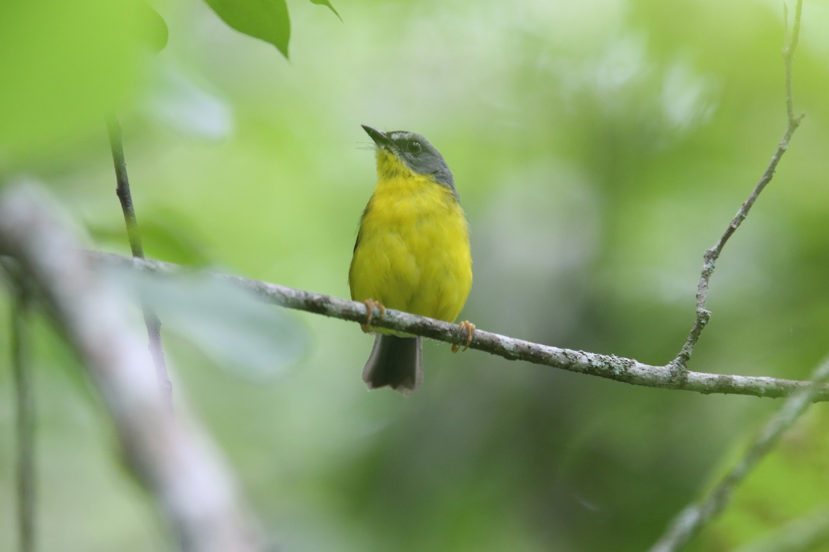Gray-and-gold Warbler - ML629563122