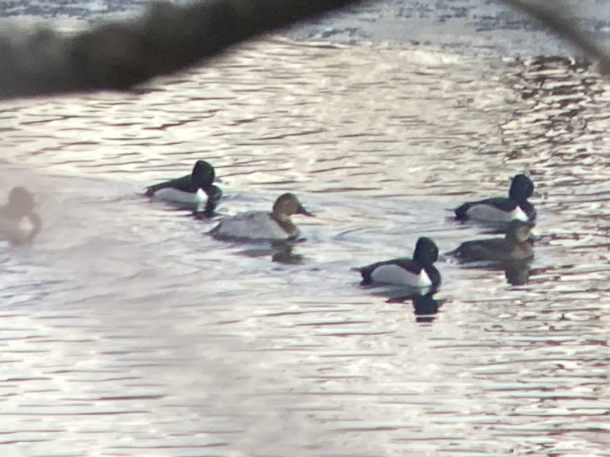 Canvasback - ML629563188