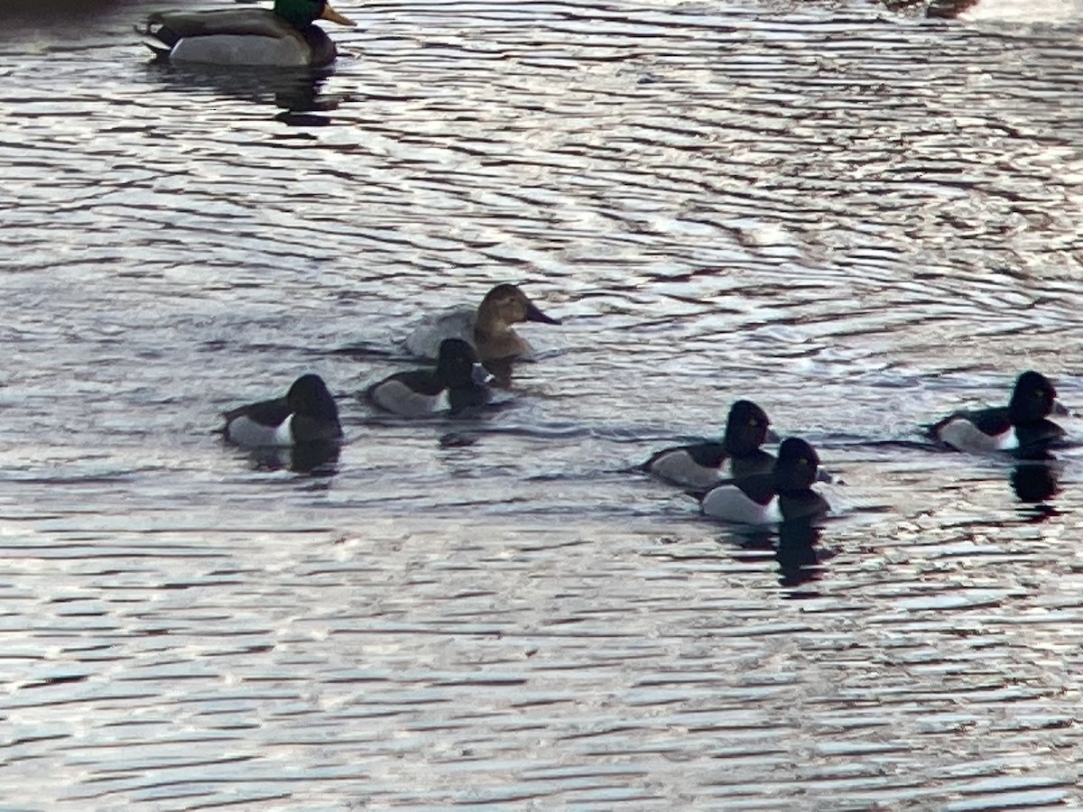 Canvasback - ML629563189
