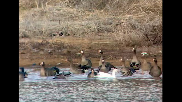 Ross's Goose - ML629563678