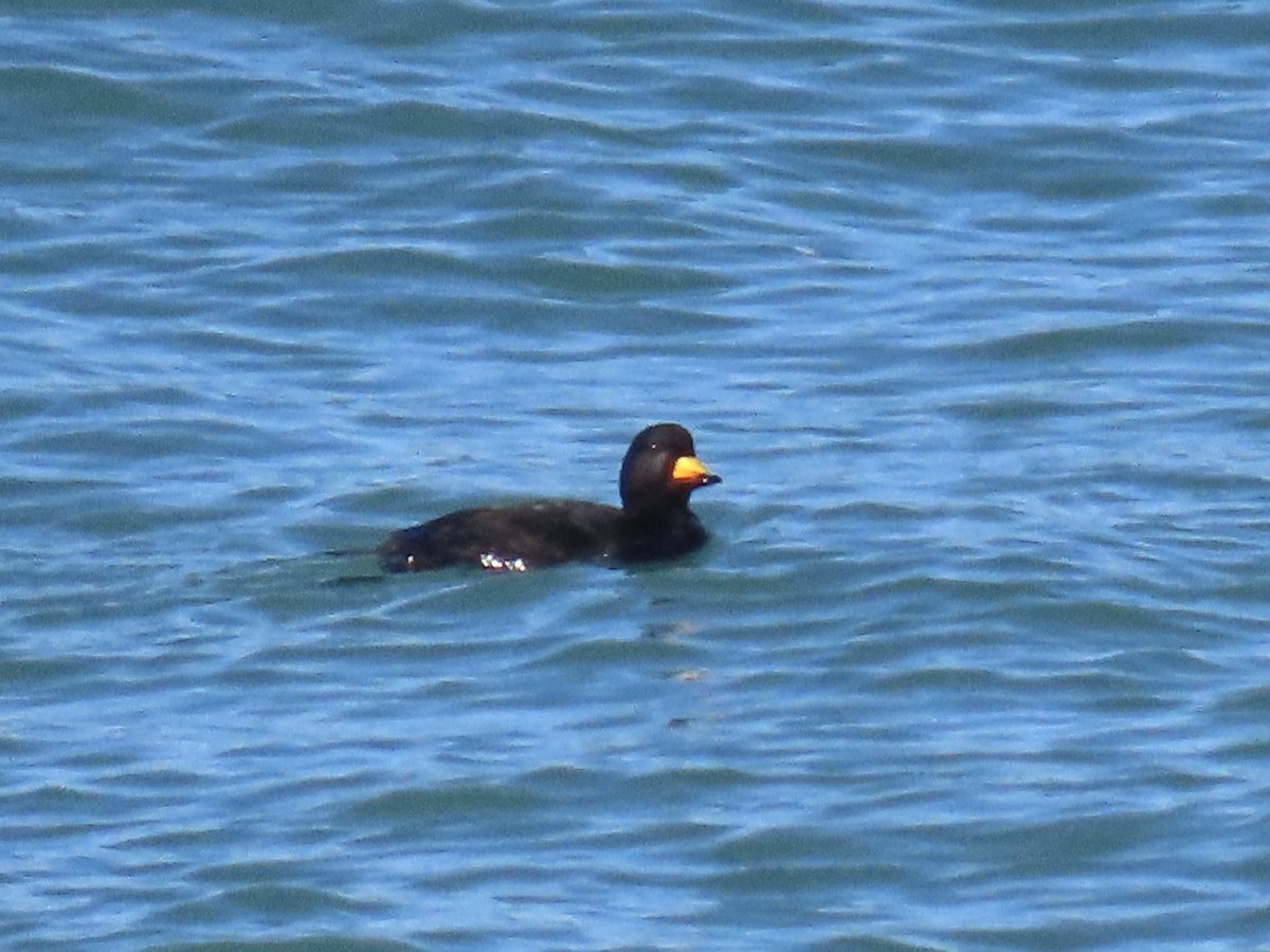 Black Scoter - ML629563722