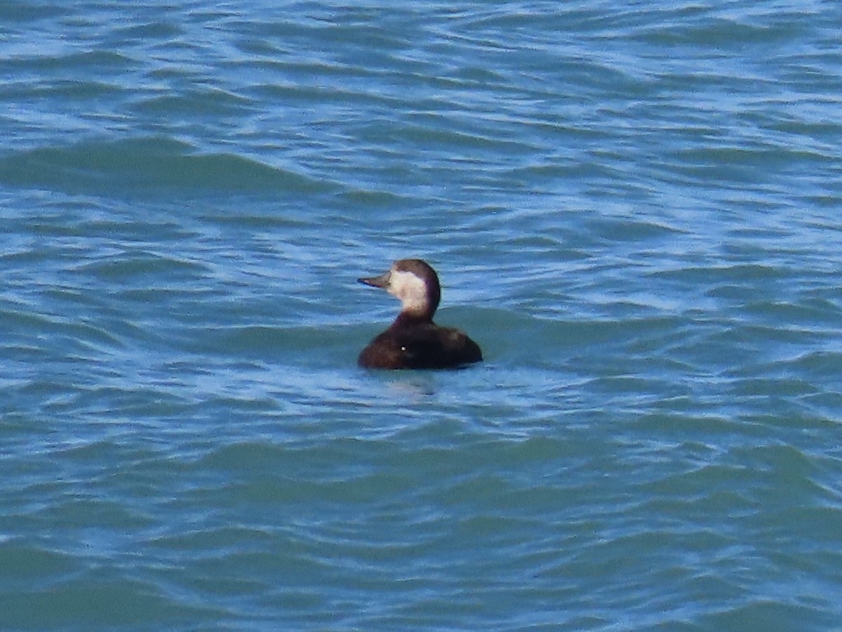 Black Scoter - ML629563723