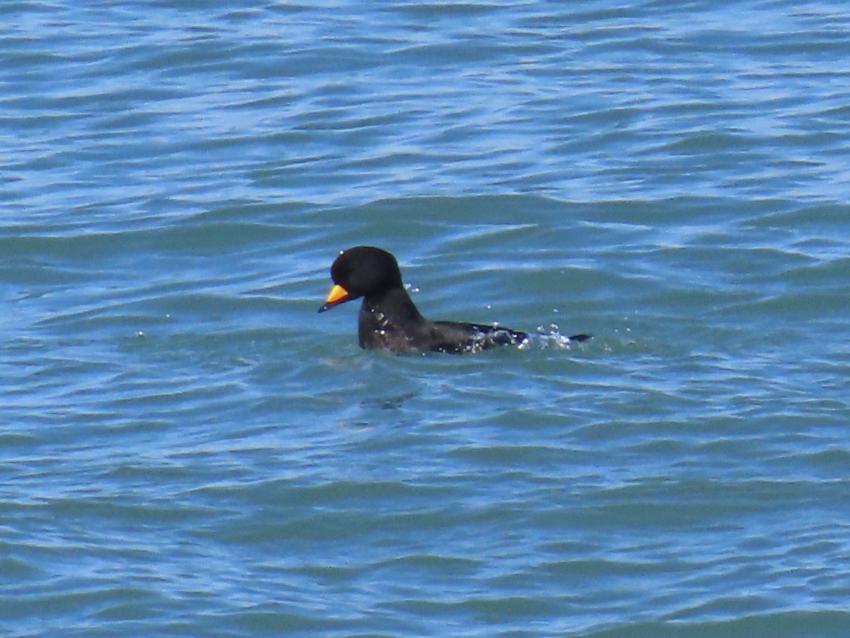 Black Scoter - ML629563736
