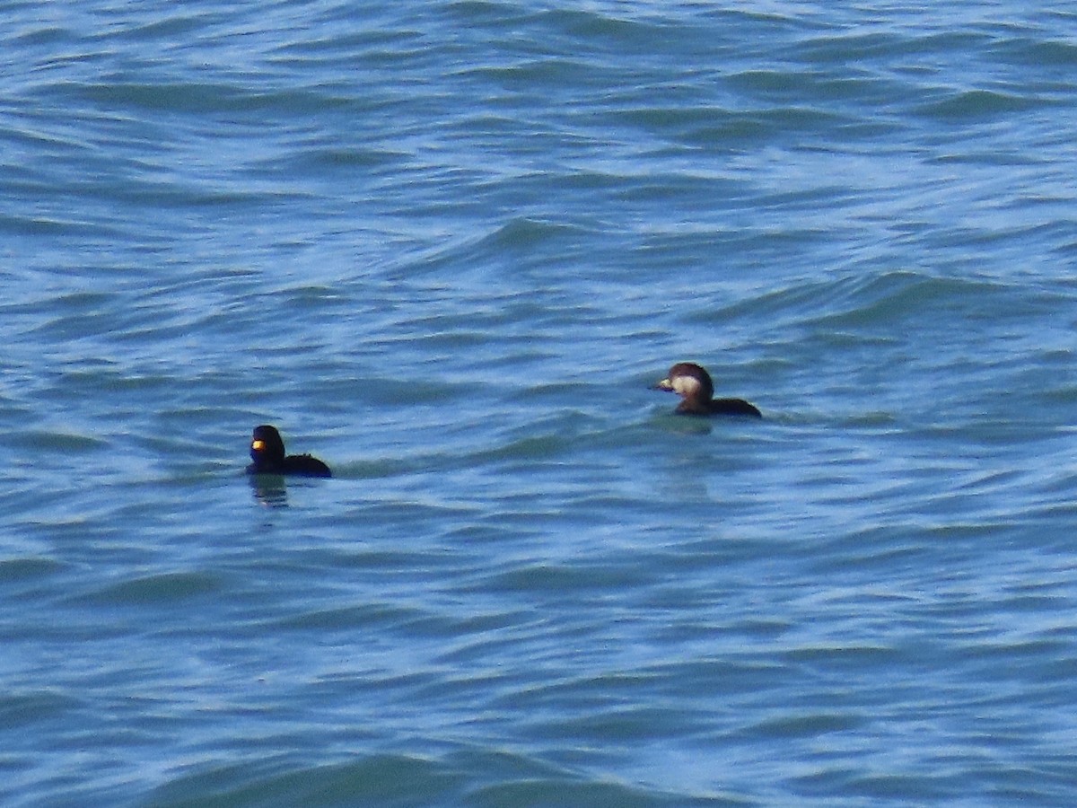 Black Scoter - ML629563737